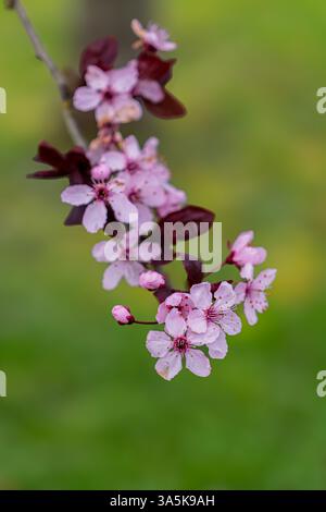 Issaquah WA USA - 22 mars 2025 : Cherry Blossoms in Full Bloom on Branch at Lake Sammamish State Park – Spring Beauty Banque D'Images