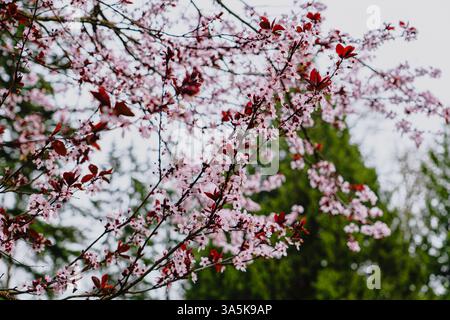 Issaquah WA USA - 22 mars 2025 : Cherry Blossoms in Full Bloom on Branch at Lake Sammamish State Park – Spring Beauty Banque D'Images
