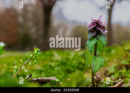 Issaquah WA USA - 22 mars 2025 : Lamium Purpureum (ortie morte pourpre) en fleurs au parc d'État du lac Sammamish Banque D'Images