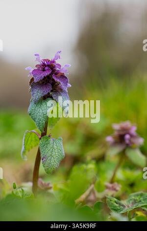 Issaquah WA USA - 22 mars 2025 : Lamium Purpureum (ortie morte pourpre) en fleurs au parc d'État du lac Sammamish Banque D'Images