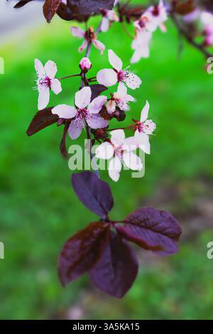 Issaquah WA USA - 22 mars 2025 : Cherry Blossoms in Full Bloom on Branch at Lake Sammamish State Park – Spring Beauty Banque D'Images