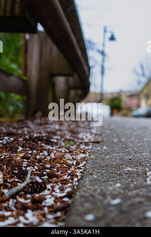 Issaquah WA USA - 22 mars 2025 : Spring Street couverte de pétales de fleurs – beauté saisonnière vibrante Banque D'Images