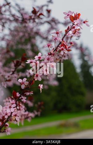 Issaquah WA USA - 22 mars 2025 : Cherry Blossoms in Full Bloom on Branch at Lake Sammamish State Park – Spring Beauty Banque D'Images