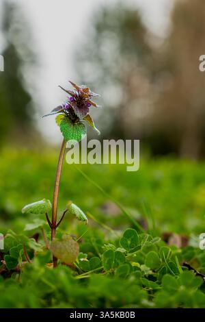 Issaquah WA USA - 22 mars 2025 : Lamium Purpureum (ortie morte pourpre) en fleurs au parc d'État du lac Sammamish Banque D'Images