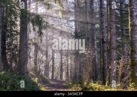 Des rayons de soleil brumeux éclairent le chemin forestier Banque D'Images