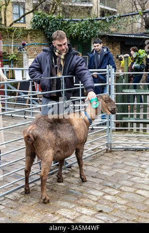 Homme caressant une chèvre à Hackney City Farm, Londres, Angleterre Banque D'Images