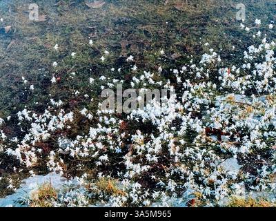 Cristaux de glace formés sur des brins d'herbe en terrain inondé Banque D'Images