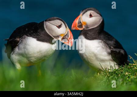 Charmants macareux sur les îles Féroé à la fin de l'été Banque D'Images