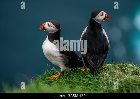 Charmants macareux sur les îles Féroé : une scène de fin d'été Banque D'Images