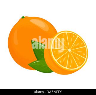 Orange. Oranges segmentées sur fond blanc, fruits de saison juteux, agrumes. Illustration vectorielle. Illustration de Vecteur