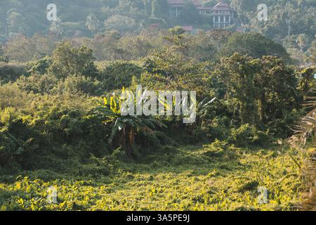 Un paysage verdoyant magnifiquement luxuriant mettant en vedette une flore diversifiée dans un environnement paisible Banque D'Images