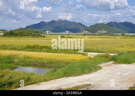 Comté de Muan, Corée du Sud - 25 septembre 2020 : vastes rizières aux teintes dorées s'étendent vers un pont à haubans et des montagnes luxuriantes sous un s. Banque D'Images