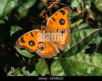Junonia almana, un paon oriental coloré, perche sur les feuilles d'une haie dans un parc près de Fukuoka, au Japon Banque D'Images