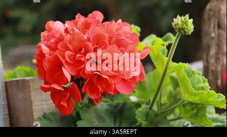 Géranium de jardin rouge, fleurs zonales de Pelargonium en gros plan Banque D'Images