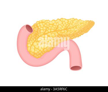 Pancréas isolé sur fond blanc. Concept de médecine. Illustration de dessin animé vectoriel plat. Icône d'illustration. Illustration de Vecteur