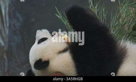 L'ours panda géant ment et mange du bambou Banque D'Images
