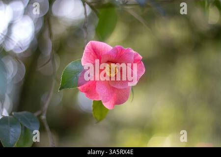 Fleur de camélia rose simple sur le fond flou de bokeh de jardin. Pétales veinés translucides. Plante à fleurs Camellia japonica. Camelia ornemental Banque D'Images