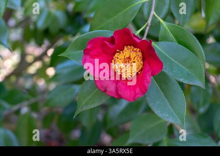 Fleur unique rouge camélia avec étamines jaunes et feuillage vert. Plante à fleurs Camellia japonica. Arbuste décoratif japonais camélia dans le jardin. Banque D'Images