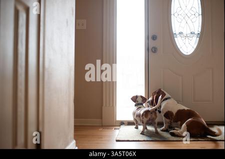 2 chiens regardant par la fenêtre assis sur le sol à la maison Banque D'Images