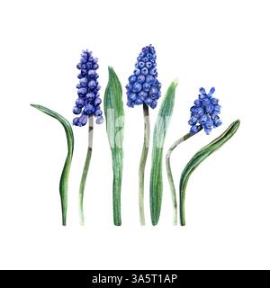 Un ensemble de jacinthe de raisin bleu, fleurs de Muscari et feuilles. Illustration d'aquarelle botanique dessinée à la main isolée sur fond blanc. Pour les cartes clip art Banque D'Images