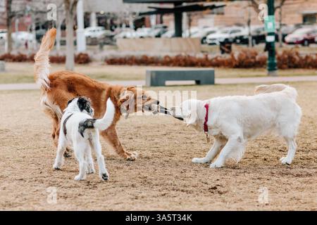Trois chiens jouant au Tug avec Bumper Toy dans Neighborhood Park Banque D'Images