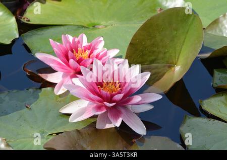 Belles fleurs de lilly d'eau rose avec ltaves vertes flottant sur un lac Banque D'Images
