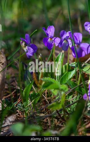 Alto odorata. Parfum-parfumé. Fleur violette forêt floraison au printemps. La première fleur de printemps, violette. Violettes sauvages dans la nature. Banque D'Images