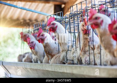 poules pondeuses dans des cages à poulets en batterie, volaille industrielle, poussins blancs pour la production commerciale d'oeufs, petite entreprise agricole Banque D'Images
