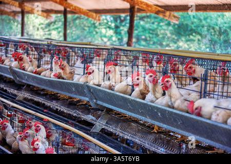 poules pondeuses dans des cages à poulets en batterie, volaille industrielle, poussins blancs pour la production commerciale d'oeufs, petite entreprise agricole Banque D'Images