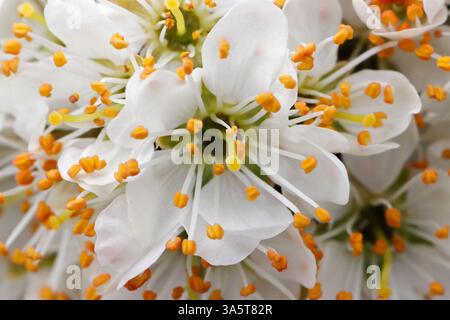 Fleur blanche de HAWTHORN, Royaume-Uni. Banque D'Images