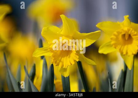 Un gros plan vibrant de jonquilles jaune vif en pleine floraison, avec des pétales délicats et des coronas en forme de trompette Banque D'Images
