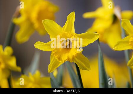 Un gros plan vibrant de jonquilles jaune vif en pleine floraison, avec des pétales délicats et des coronas en forme de trompette Banque D'Images