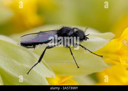 ST. MARK'S FLY on Cowslip, Royaume-Uni. Banque D'Images