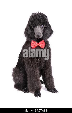 Chiot de caniche noir standard en cravate rouge sur fond blanc Banque D'Images