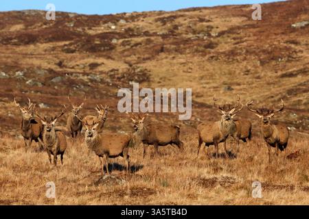 CERFS ROUGES (Cervus elaphus), groupe de cerfs, Écosse, Royaume-Uni. Banque D'Images