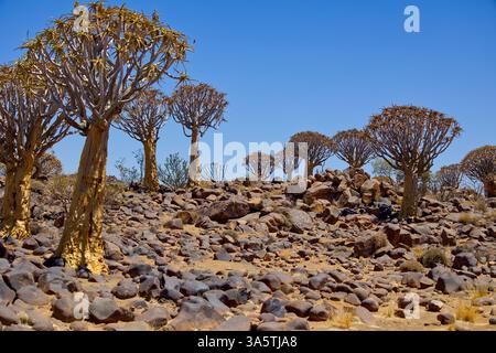 Mon circuit de voyage exotique en Namibie automne 2024 Banque D'Images