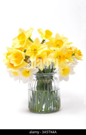 jonquilles printanières jaunes dans un vase en verre sur fond blanc Banque D'Images