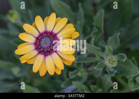 Dimorphotheca sinuata, Cap Marigold Banque D'Images