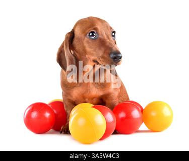 Chiot de teckel mignon assis avec des boules colorées et regardant la caméra sur fond blanc Banque D'Images