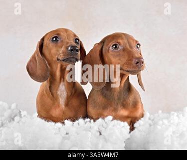 Adorables chiots de teckel marron et chocolat assis dans les nuages sur un fond clair Banque D'Images
