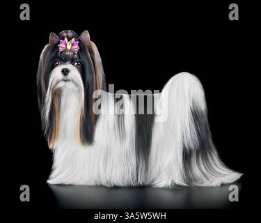 Chien Biewer Terrier à poil long debout et isolé sur fond noir Banque D'Images