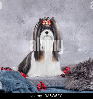 Chien Biewer Terrier à poil long soigné avec pardessus et assis sur fond gris Banque D'Images