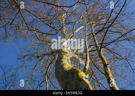Arrière-plan avec arbre plan vu de bas en haut Banque D'Images