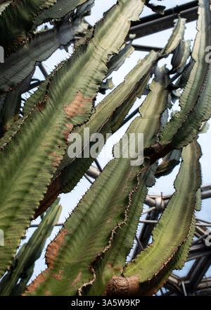 Vue de dessous cactus poussant dans le dôme biome méditerranéen à Eden Project en Cornouailles au Royaume-Uni Banque D'Images