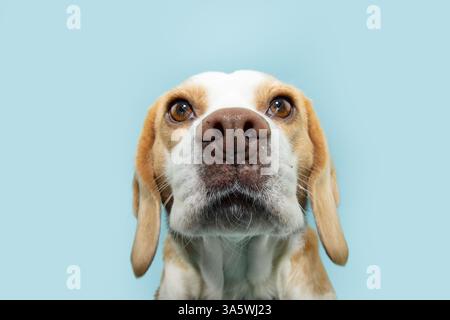 Portrait chien chiot beagle sérieux regardant la caméra. Isolé sur fond pastel bleu Banque D'Images
