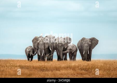 Kenya, Parc national d'Amboseli : troupeau d'éléphants © Boyd d d/SP IFAW/Andia.frKenya, Parc national d'Amboseli : troupeau d'éléphants © Boyd d d/SP IFAW/Andia.frKenya, Amb Banque D'Images