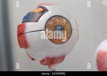 Modèle anatomique plastique de gros plan de l'oeil humain. Médecine et éducation Banque D'Images
