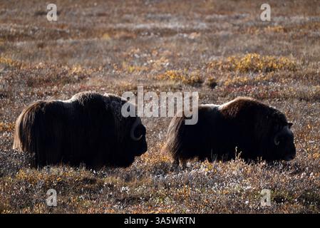 Deux bœufs musqués qui paissent dans la toundra non loin de Deadhorse, en Alaska. Banque D'Images