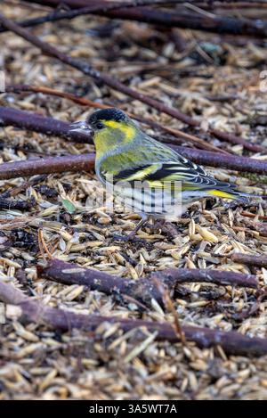 Alimentation commune en siskin Banque D'Images