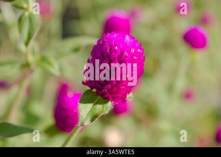 Globe Amaranth repéré lors d'une randonnée à Hong Kong Banque D'Images